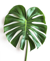 Wall Mural - Monstera leaf isolated on white background, showcasing vibrant green color