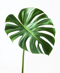 Wall Mural - Monstera leaf isolated on white background, showcasing its vibrant green color