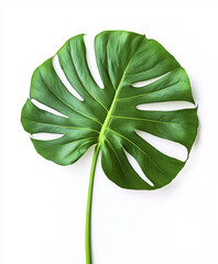 Wall Mural - Monstera leaf isolated on white background, showcasing vibrant green color