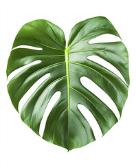 Wall Mural - Monstera leaf isolated on white background, showcasing its vibrant green color