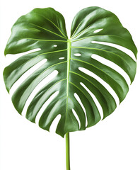 Wall Mural - Monstera leaf isolated on white background, vibrant and fresh