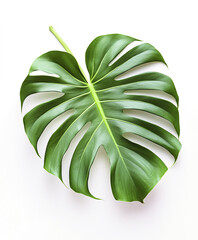 Wall Mural - Monstera leaf isolated on white background, vibrant and fresh