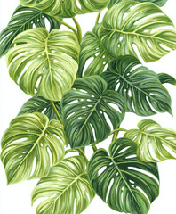 Wall Mural - Lush green philodendron leaves isolated on white background
