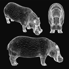 Poster - A close up of a white Hippopotamus. The Hippopotamus is standing on a black background