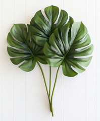 Wall Mural - Three green philodendron leaves on white background