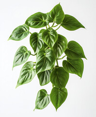Wall Mural - Lush green philodendron leaves isolated on white background