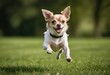 © Alessandro - chihuahua dog running on green grass of a public park, adorable purebreed pet playing outdoors in the meadown, doggy in the nature under a blue sky and a beautiful sunny day