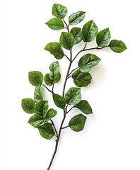 Wall Mural - Green leaves on branch isolated on white background