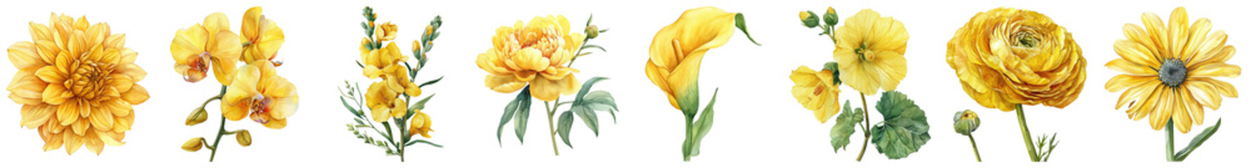 Poster - Beautiful collection of vibrant yellow flowers arranged elegantly on a Transparent Background showcasing nature's stunning colors and textures
