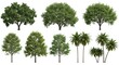 © ndhtr - Isolated Tree Collection on White Background Featuring Different Tree Types