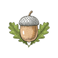 Wall Mural - Detailed Acorn Engraving Colorful Drawings with Oak Leaves. Vector illustration isolated. Generative Ai