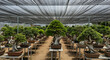 © Rita - Exploring Bonsai Garden with Rows of Miniature Trees Under Shade Cloth