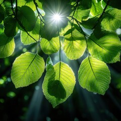 Poster - A tree with leaves that are illuminated by the sun