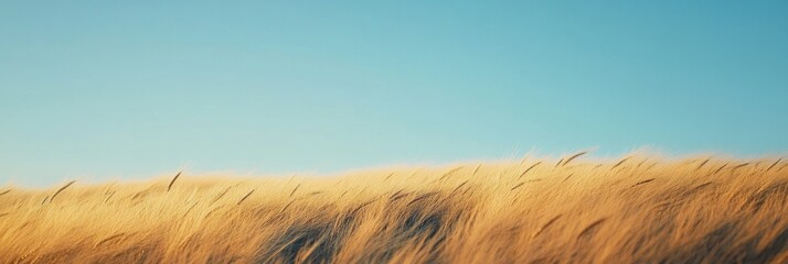Leinwandbilder - Golden wheat field peacefully sways under a clear blue sky with soft sunlight warming the landscape