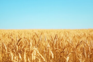 Poster - Vast golden wheat field stretches under a clear sky with soft sunlight creating warm shadows and a tranquil rural atmosphere