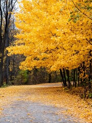Poster - Vibrant autumn landscape featuring striking yellow foliage lining a serene winding path in the woods : Generative AI