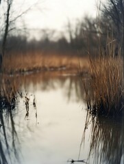 Aufkleber - Still and tranquil wetlands with reflections of dry grasses and looming trees in calm water : Generative AI