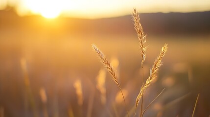 Aufkleber - Golden blades of grass glowing in the warm sunlight showcasing a serene morning landscape : Generative AI