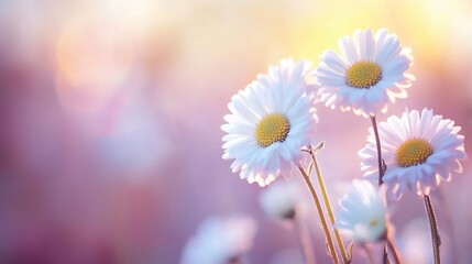 Aufkleber - Beautiful spring daisies blooming in soft sunlight creating a serene and peaceful garden scene : Generative AI