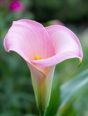 Poster - Beautiful Pink Calla Lily Blooming Gracefully In The Garden Surrounded By Soft Green Foliage : Generative AI