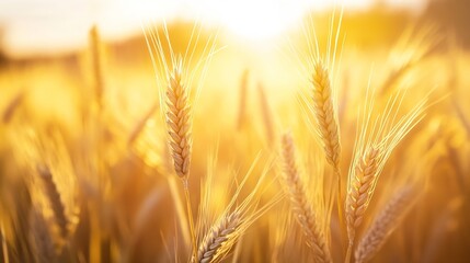 Aufkleber - Golden sunlit wheat field during sunset symbolizing harvest and abundance : Generative AI