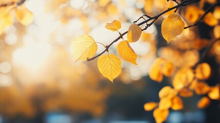 Poster - Golden autumn leaves illuminated by sunlight creating a warm and inviting autumn scene : Generative AI