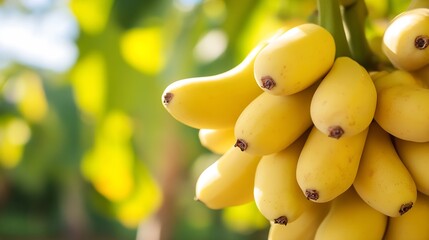 Poster - A bunch of ripe bananas hanging in a lush tropical setting showcasing fresh produce : Generative AI