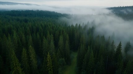 Poster - Aerial view of a dense pine forest shrouded in fog during early morning light : Generative AI