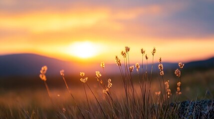Leinwandbilder - Golden Sunlight Filtering through Grasses at Dusk Creating a Warm and Inviting Atmosphere : Generative AI