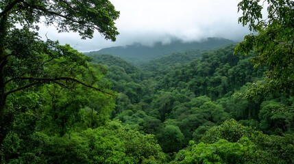 Aufkleber - Lush green rainforest view with a misty atmosphere and dense tree cover reflecting nature's beauty : Generative AI