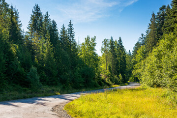 Wall Mural - pass through green coniferous forest. lush alpine woods. old road in carpathian mountains. volovets 