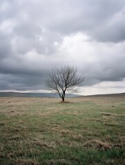 Poster - Lonely tree standing in barren field with dark clouds hovering overhead during a dramatic sky : Generative AI