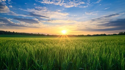 Poster - Vibrant sunset casting golden light over lush green fields and dynamic sky scenery : Generative AI