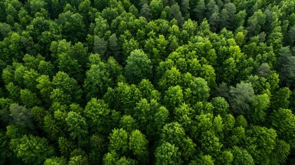 Poster - Lush green canopy of trees viewed from above representing the beauty and richness of untouched nature : Generative AI