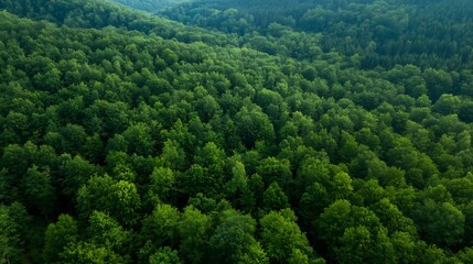 Poster - Lush Green Canopy of Dense Forest Showcasing a Thriving EcoSystem from Above : Generative AI