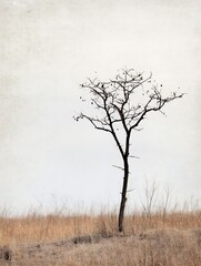 Aufkleber - Lonely tree standing in a vast dry field under pale sky showcasing nature's beauty : Generative AI