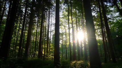 Aufkleber - Sunlight Filtering Through Tall Trees Creating a Magical Atmosphere in Lush Green Forest : Generative AI