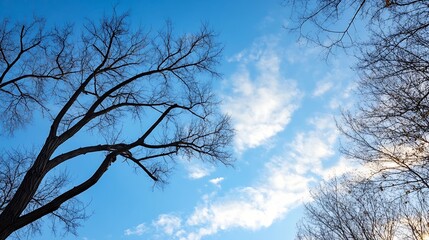 Aufkleber - Beautiful Blue Sky with Wispy Clouds Framed by Leafless Winter Trees : Generative AI