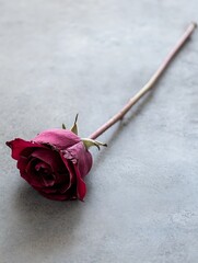 Poster - Elegant Single Red Rose Laid Gracefully on a Smooth Gray Surface Perfect for Romantic Occasions : Generative AI
