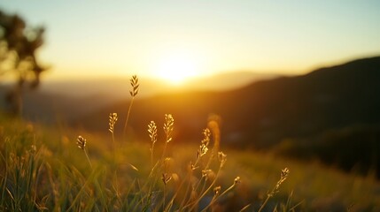 Aufkleber - Sunlight illuminating grassy field with sunset casting warm golden glow through grass : Generative AI