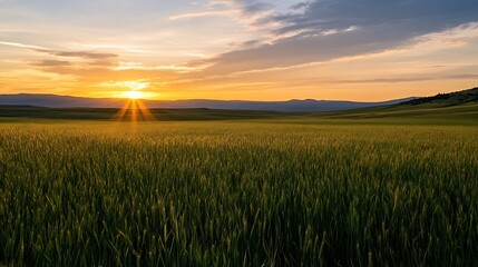 Aufkleber - Golden sunrise illuminating a vast wheat field with mountains in the distance under clear sky : Generative AI