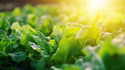 Poster - Vibrant green leafy lettuce growing under sunlight highlighting freshness and healthy growth in a garden setting : Generative AI