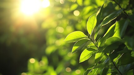 Aufkleber - CloseUp of Lush Green Leaves Glowing in the Warm Embrace of Sunlight : Generative AI
