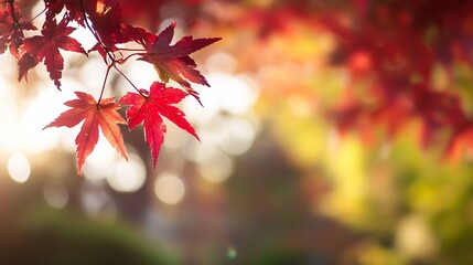 Poster - Vibrant red maple leaves illuminated by sunlight enhancing the beauty of autumn foliage : Generative AI