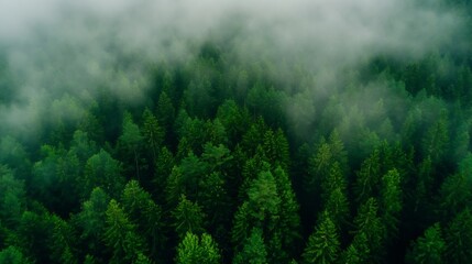 Aufkleber - Aerial view of a dense forest shrouded in mist showcasing rich greenery and natural beauty : Generative AI