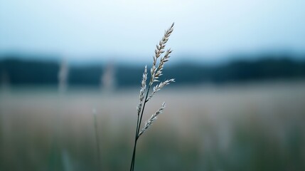 Leinwandbilder - CloseUp of Graceful Grass Stem Swaying in Soft Focus Gentle Light : Generative AI