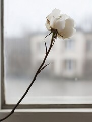 Leinwandbilder - Delicate white rose with raindrops on window offering a glimpse of beauty during a gloomy day : Generative AI