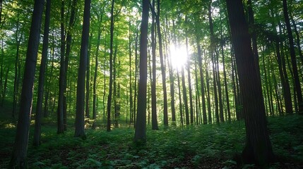 Poster - Sunlight Streaming Through a Lush Green Forest Surrounded by Tall Trees : Generative AI