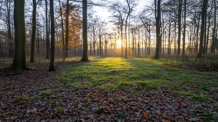 Poster - Tranquil forest scene with sunlight filtering through trees and lush greenery : Generative AI