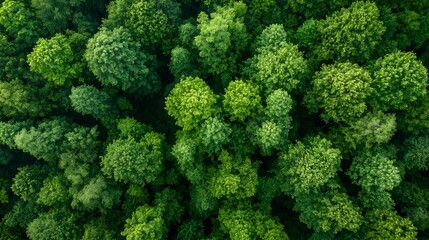 Aufkleber - Aerial view of a dense forest showcasing rich green tree tops and biodiversity : Generative AI